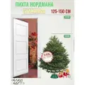 Елка живая Standart Nordmann (Датская елка/Пихта Нордмана) 125-150 см ND!