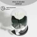 Стабилизированные цветы в стекле, Роза в колбе живая Bella белая, GIFT4YOU