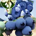 Комплект голубик Гиганты из 2 сортов / морозостойкие, высокоурожайные
