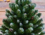 Ель Императрица с шишками 60 см в мешочке заснеженная