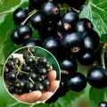 Смородина черная Титания, 2 шт, смородины, черная, урожайная, морозостойкая