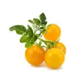 Комплект картриджей Click And Grow Yellow Mini Tomato Refill 3 шт. для умного сада Click And Grow желтый мини-томат