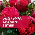 Роза спрей Ред Пиано (Red Piano) / 2 шт, ароматный, пионовидный сорт