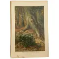 Хромолитография Ясменник в буковом лесу, 16.5*25 см, гравер Ernst Heyn, 1860-1890 гг, Германия