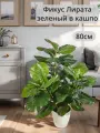 Искусственное растение Фикус Лирата зеленый в кашпо от ФитоПарк
