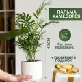 Хамедорея Элеганс, пересаженное растение, комнатная пальма