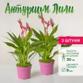 Растения для дома Антуриум лили высота 30 см в горшке d9 комплект 2шт
