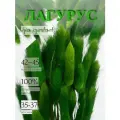 Сухоцвет Лагурус зеленый для декора, букет Зайцехвост, Stabflora