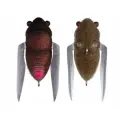 Воблер (жук-цикада) Megabass TINY SIGLETT (30.0мм, 2.7гр, плавающий) - FF MAT BROWN BUG
