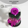 Стабилизированные цветы в стекле, Роза в колбе живая Bella фиолетовая, GIFT4YOU