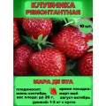 Клубника ремонтантная, саженцы 10 шт.