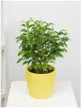 Фикус Бенджамина Наташа высота 25-35 см, в кашпо Эви VipSet 1,5л, d14 см цвет желтый