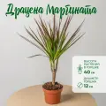 Драцена Маргината Магента высота 40 см в горшке d12 см