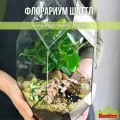 Флорариум Шаттл с Бонсаем