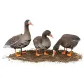 Чучела гусей Белолобый Softplast 3D