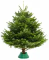 Пихта Нордмана Премиум 100-125 см