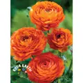 Луковицы цветов, купи цветы, Ранункулюс ORANGE ( 10 луковиц )