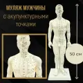 Муляж человека с меридианами Синофарм, мужчина