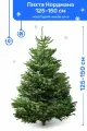 Пихта Нордмана Премиум 125-150 см