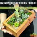 Минисад в деревянном ящичке D20см