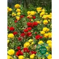 Корни цветов, Клумба, Ранункулюс RED and YELLOW MIX ( 10 штук )
