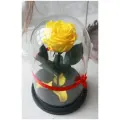 Роза Therosedome Premium, живая, в колбе, стабилизированный, жёлтая, 7-8см, 1шт