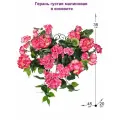 Герань густая малиновая в настенном кашпо коковита от ФитоПарк, ампельные домашние цветы