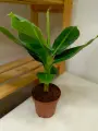 Комнатный Банан Муса Тропикана 12/40