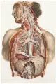 Постер / Плакат / Картина Анатомия - Строение вегетативных нервных сплетений 50х70 см в подарочном тубусе