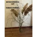 Сухоцветы для декора корилус (ветки ивы кучерявой) 3 шт, камыш (пампас) 3 шт, высота 80-100см. см.