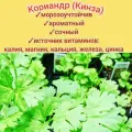 Кориандр (кинза) сортовой Ткемали 100 гр семена/ салатный, медонос, сидерат для почвы