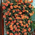 Роза плетистая Оранжевая (Orange), 2 шт, роз, ароматный сорт