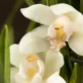 Орхидея Цимбидиум белая д12