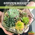 Флорариум с суккулентами Икосаэдр средний