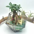 Бонсай Фикус Гинсенг с озером во флорариуме Икосаэдр Ø16см