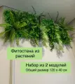 Фитостена из декоративных растений в размере 60х40см, набор из 2 штук