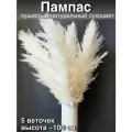 Пампасная трава высокая сухоцветы для декора