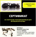 Сертификаты на - колонии муравьев M. Structor - S-Peterburg, для Формикариев Antlife.R. с кормом!