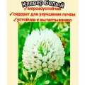 Клевер белый медоносный для пасеки 200гр, сидерат для сада, цветы для газона/корм скота