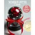Роза в колбе живая, вечная, стабилизированная Mini 22 см, подарок на 8 марта, на день рождения, на свадьбу, Красный