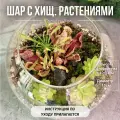 Флорариум Шар с хищными растениями