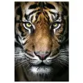 Алмазная вышивка Вождь тигров 68x100 Ag 2321