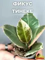 Фикус Эластика Тинеке (Ficus Elastica Tineke) D6см, растение в горшке