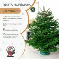 Пихта Нордмана Premium A+, 175-200 см, Живая новогодняя ёлка