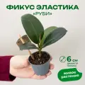 Фикус эластика руби высота 12 см в горшке d6 см