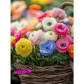 Луковицы цветов , WOW FLOWERS , Анемоны-Ранункулюсы микс(5 шт/5 шт)