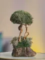 Дерево бонсай из мха цетрарии. Живой сухоцвет