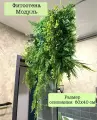 Фитопанно из декоративных растений в размере 60 на 40 см, 1 штука
