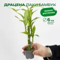 Драцена лаки бамбук высота 27см в горшке d6 см
