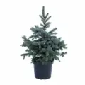Елка живая новогодняя Кейбаб Голубая в горшке (70-90 см, C10)